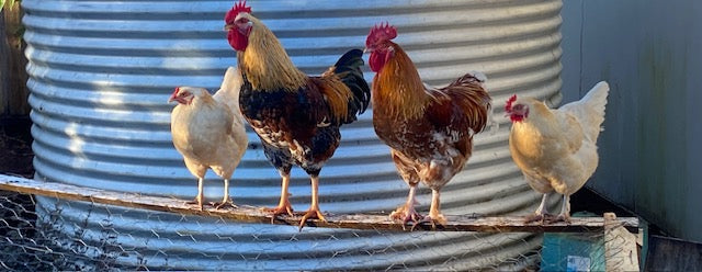 Winter Chicken Coop Care: 10 Ways to keep your backyard chickens healthy through Winter
