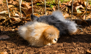 The Chicken Spa: How to Build the Ultimate Dust Bath for Your Flock