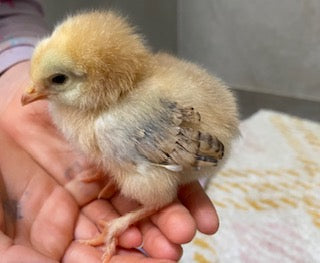 When Can Chicks Come Off Heat and Go Outside?