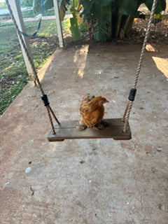 Keeping Chickens during Bird Flu
