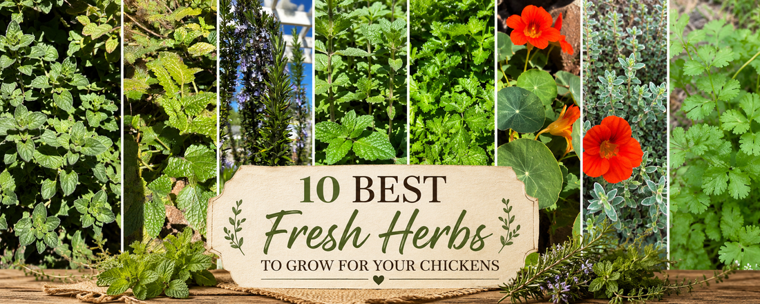10 Best Fresh Herbs to Grow for Your Chickens