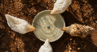 Why Chickens Love Bubbling Water